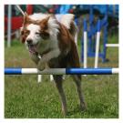 chien